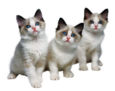 Pet Corner Image